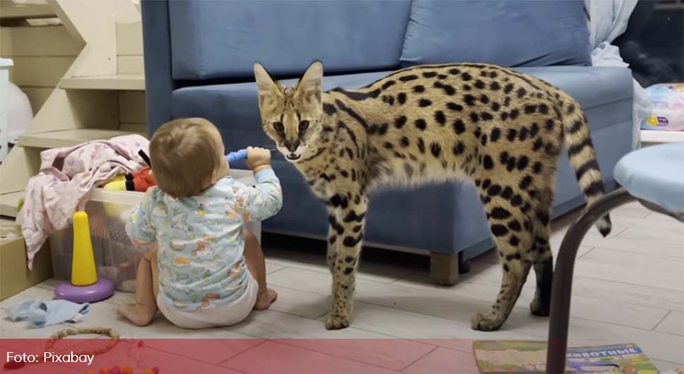 Savannah Cat.jpg